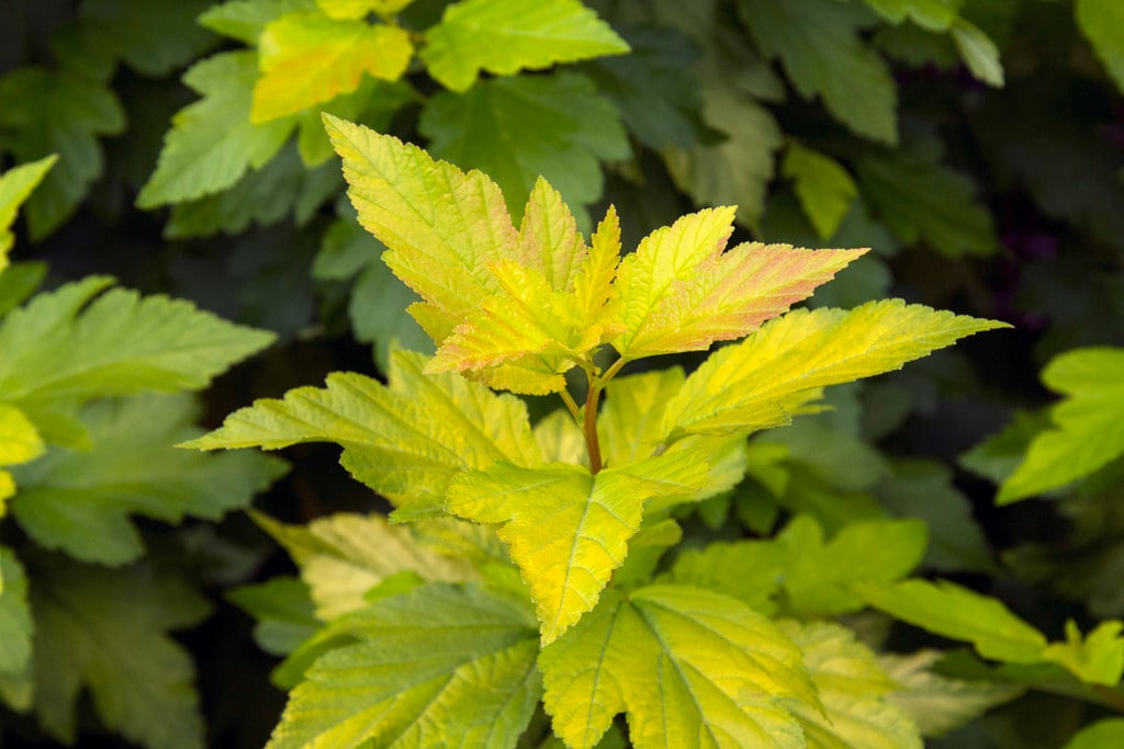 ninebark [Angel Gold]