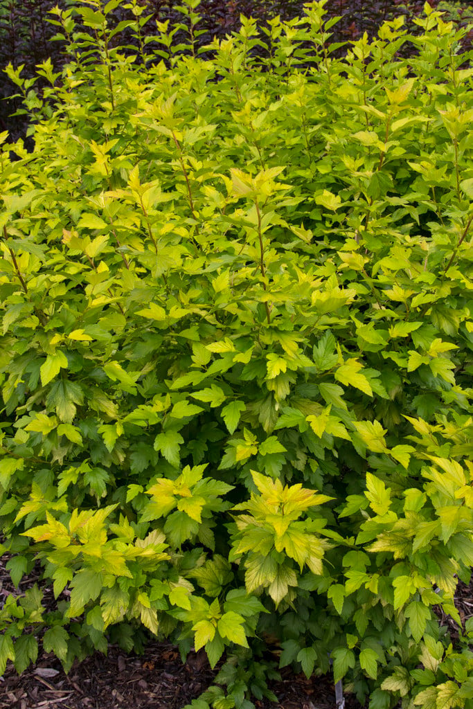 ninebark [Angel Gold]