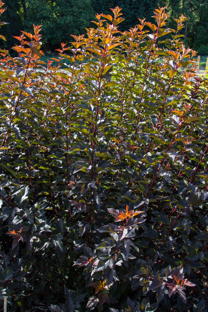 ninebark [Diable D'Or]