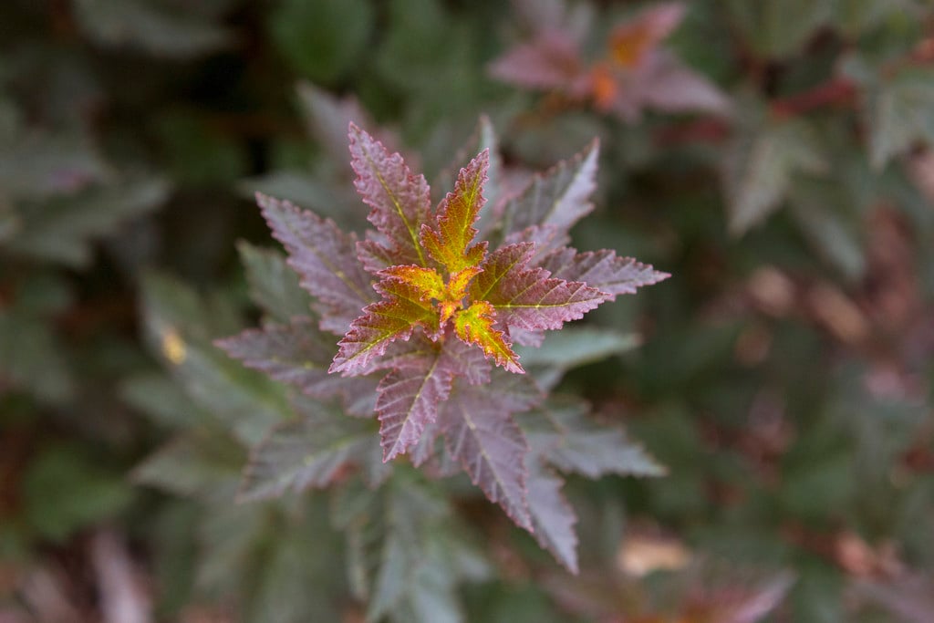 ninebark [Tiny Wine]