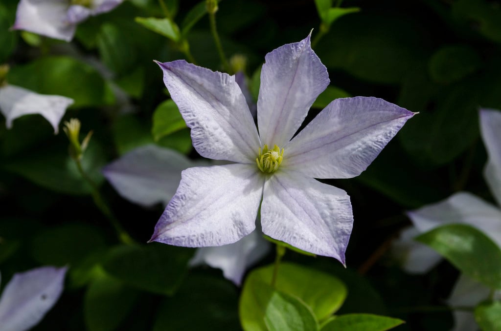 clematis 'Dutch Sky'