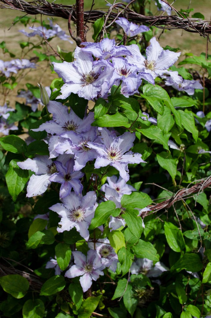 clematis 'Ekstra'