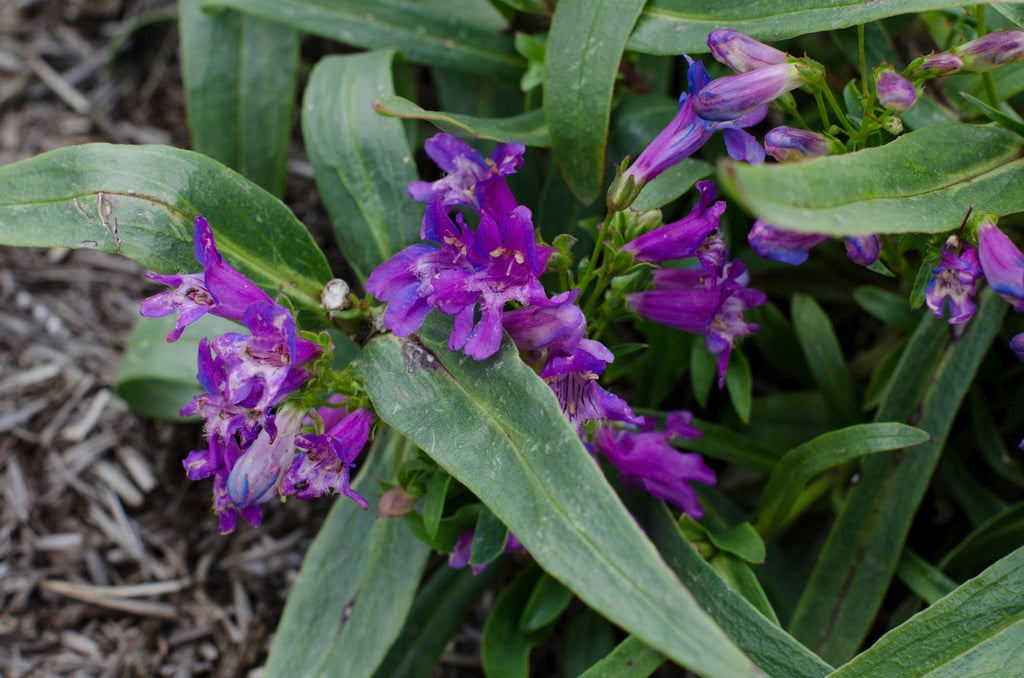 penstemon 'Blue Riding Hood'