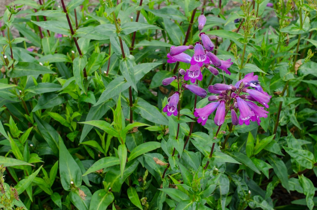 penstemon 'Bodnant'