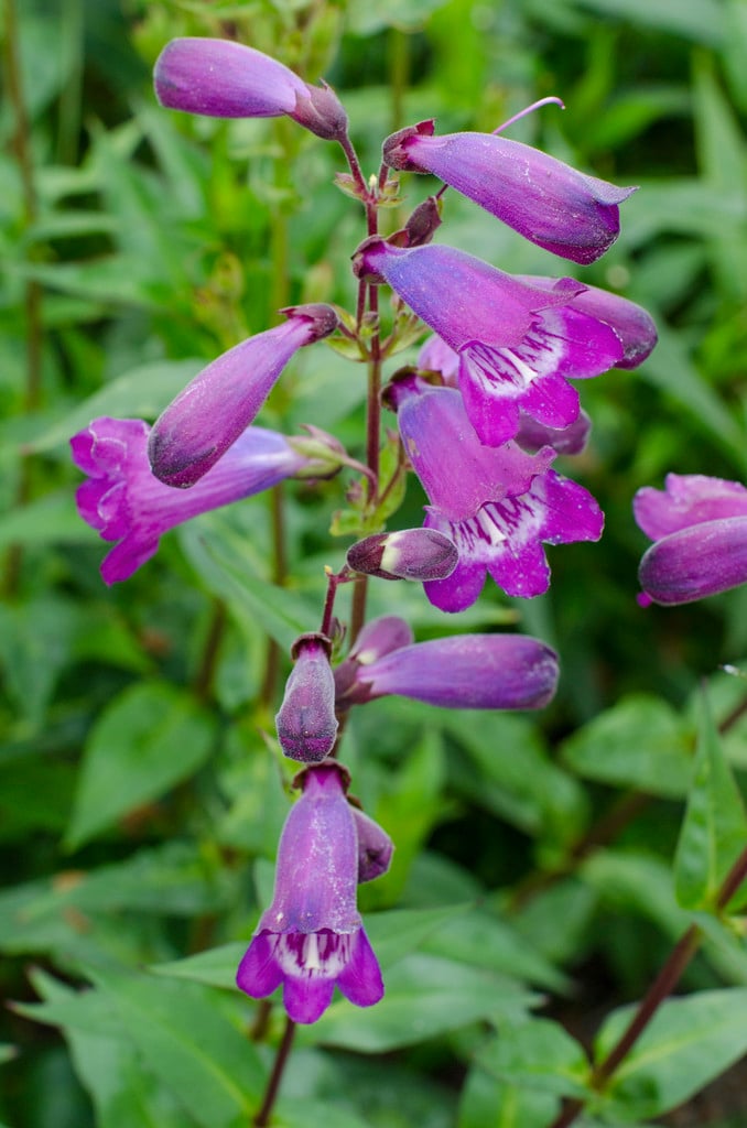 penstemon 'Bodnant'