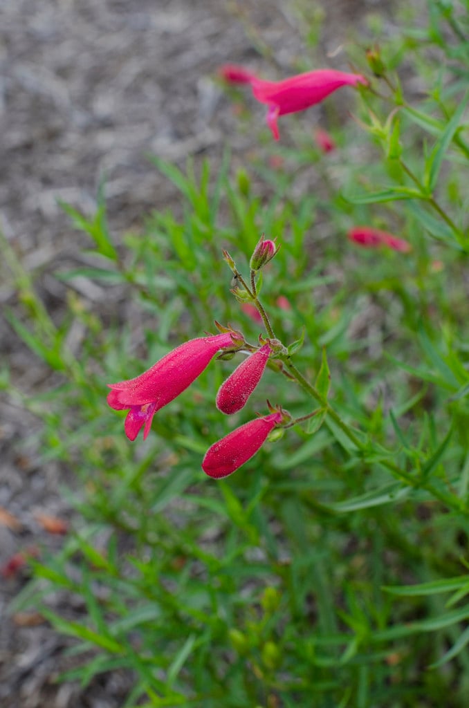 penstemon 'Elgar Firefly'