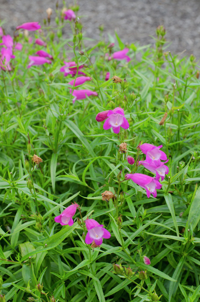 penstemon 'Elgar Light of Life'