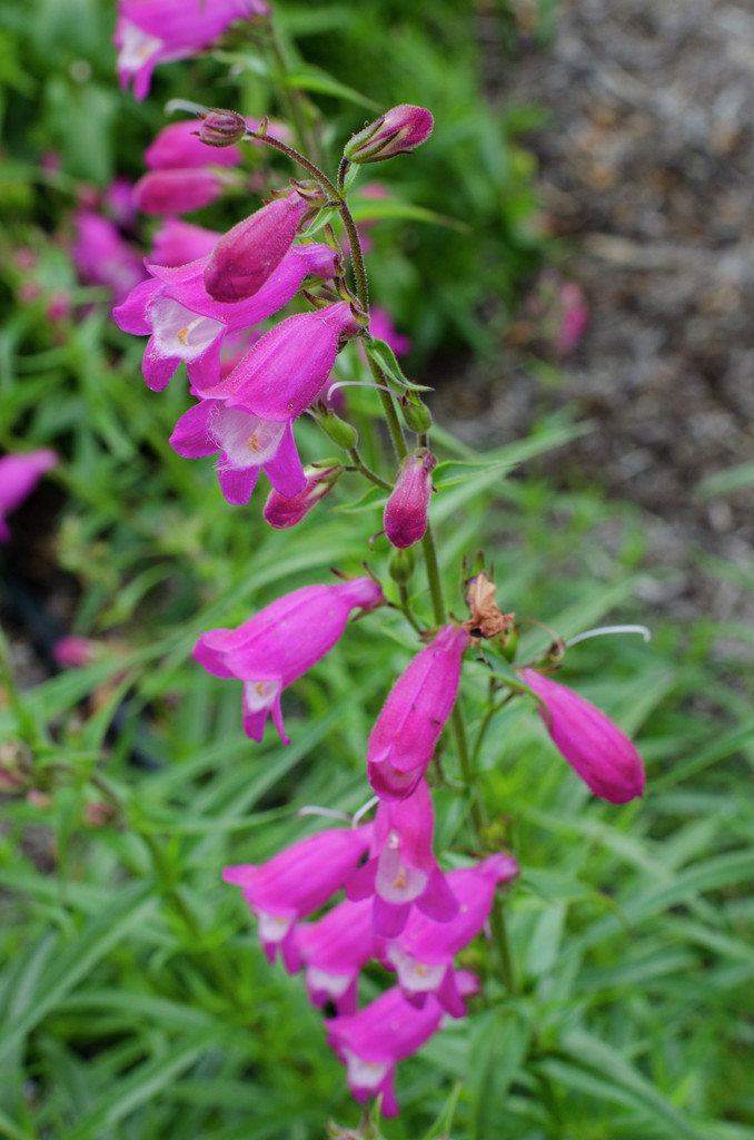 penstemon 'Elgar Nimrod'
