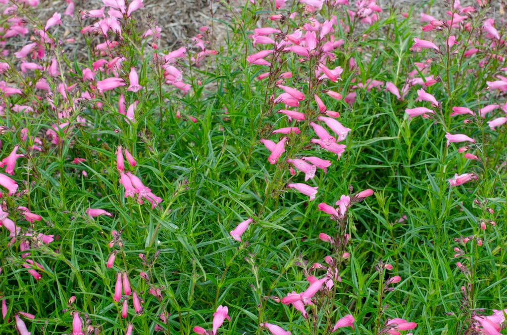 penstemon 'Evelyn'