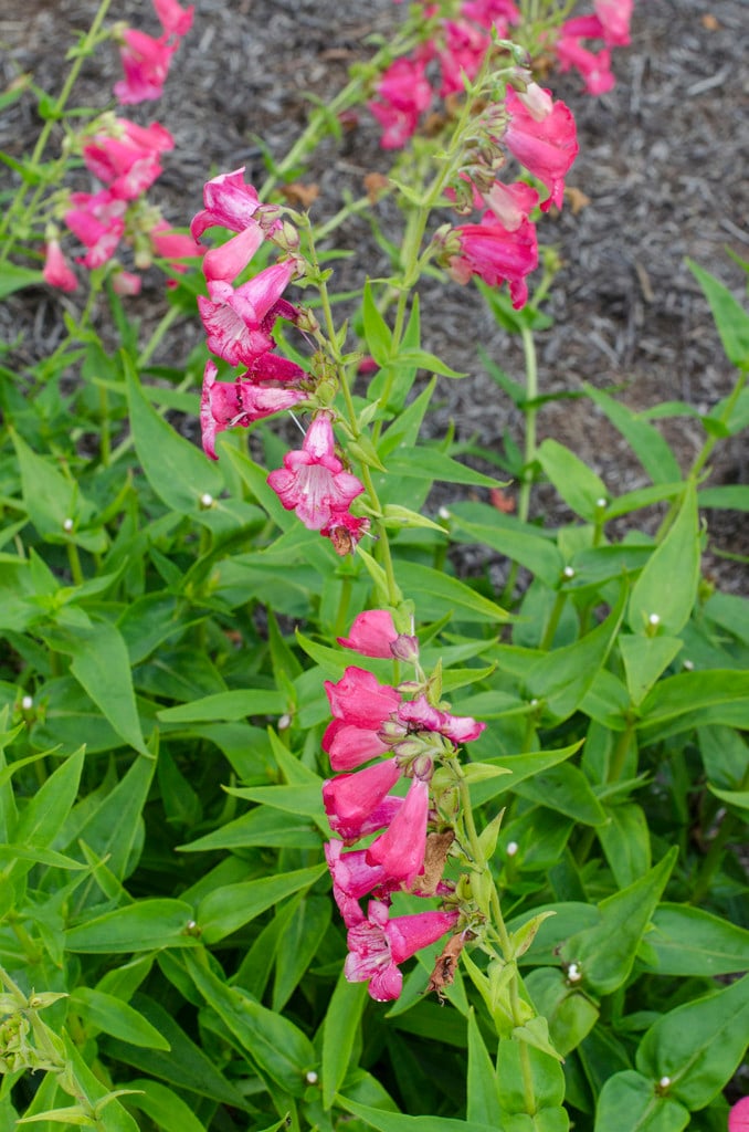 penstemon 'Flamingo'