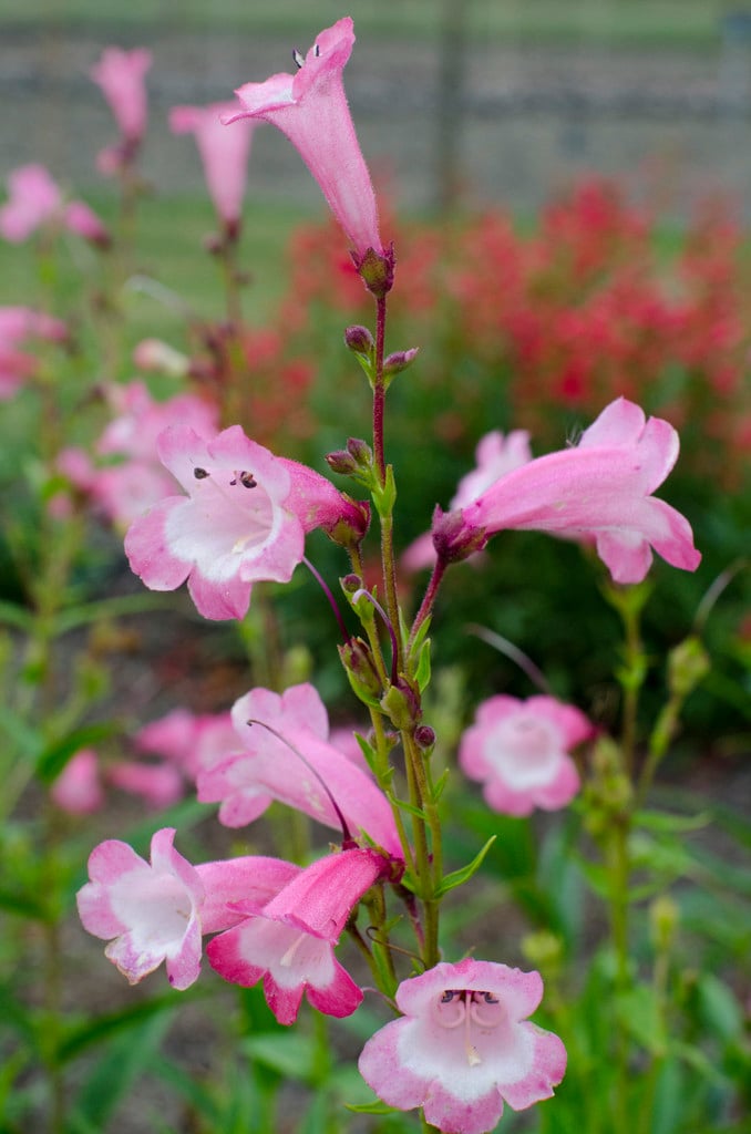 penstemon 'George Elrick'