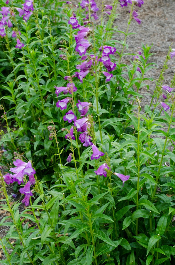 penstemon 'George Moon'