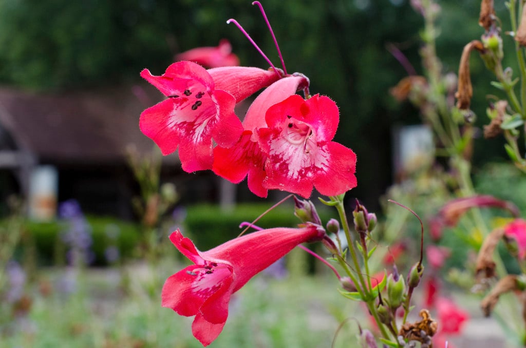 penstemon 'Newbury Gem'