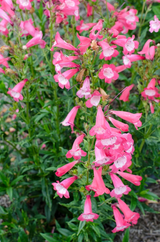 penstemon 'Pensham Avonbelle'