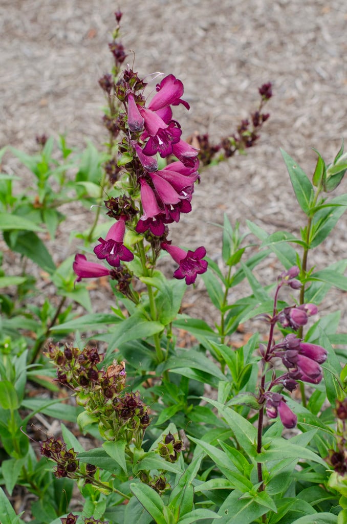penstemon 'Pensham Blackberry Ice'