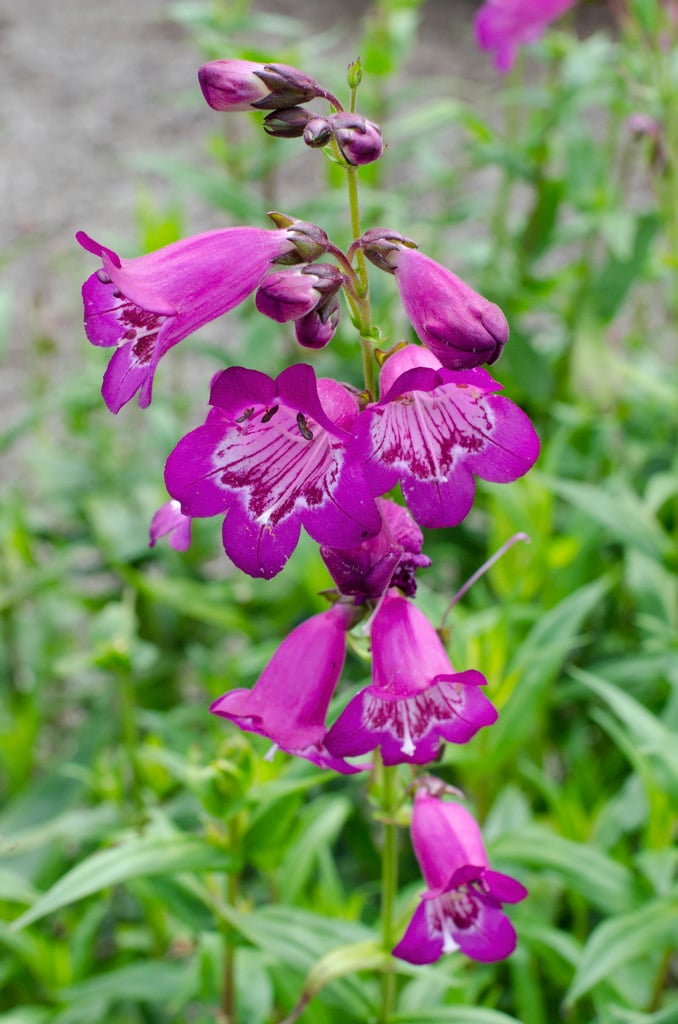 penstemon 'Pensham Blueberry Ice'