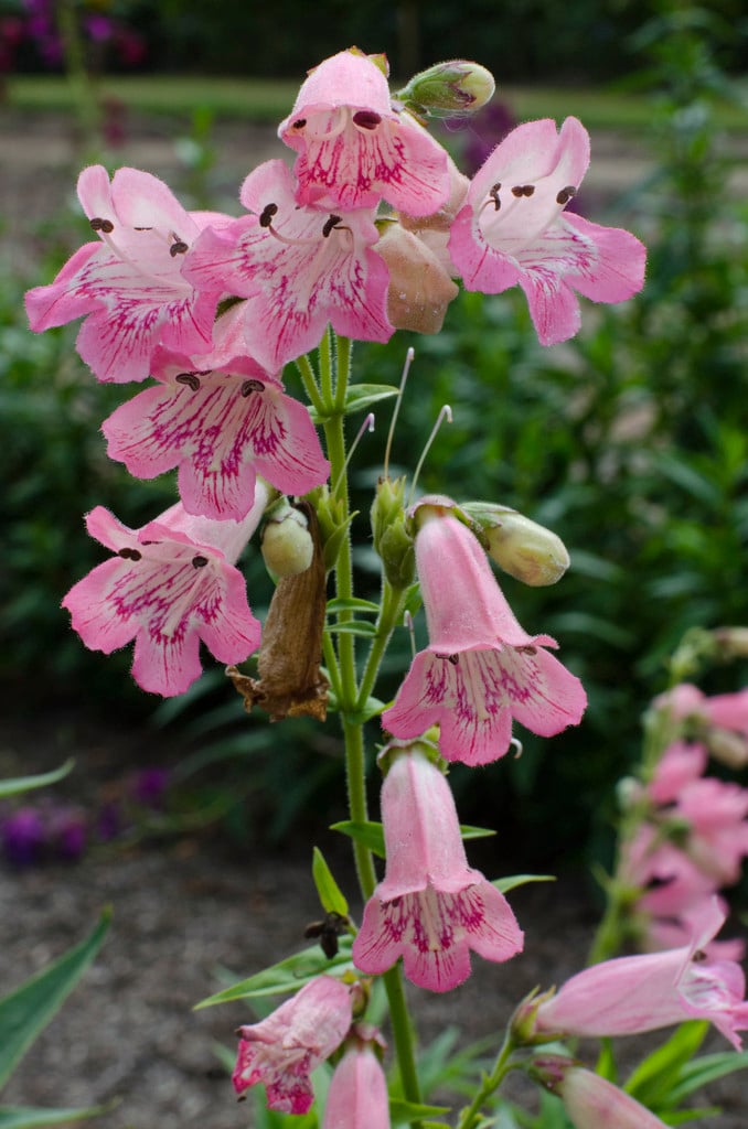 penstemon 'Pensham Capricorn Moon'
