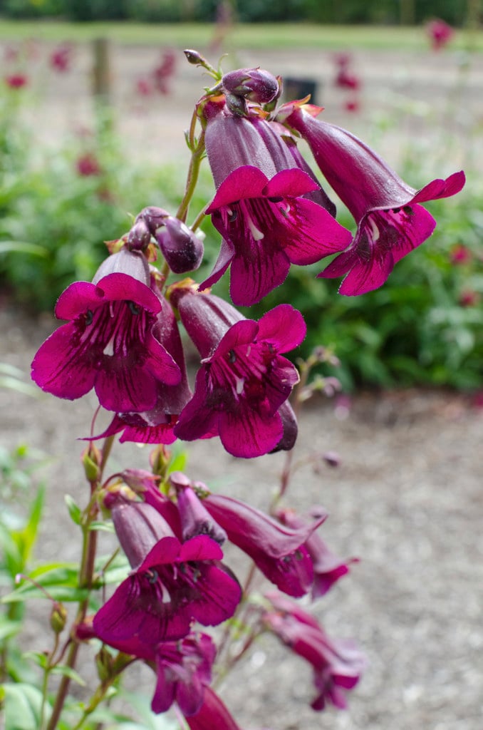 penstemon 'Pensham Eleanor Young'