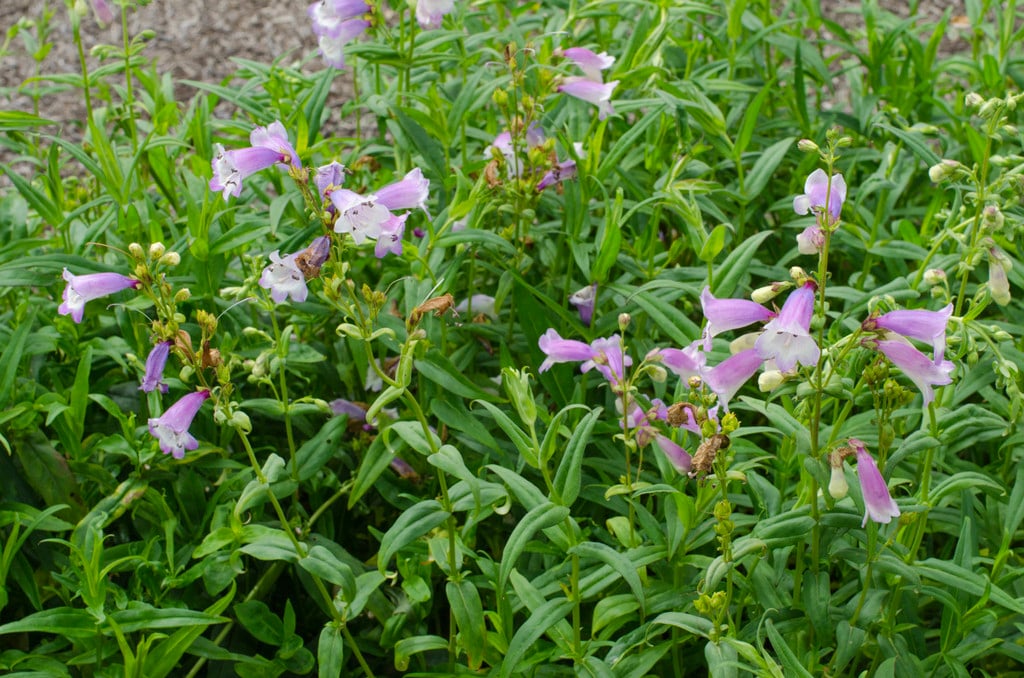 penstemon 'Pensham Great Expectations'