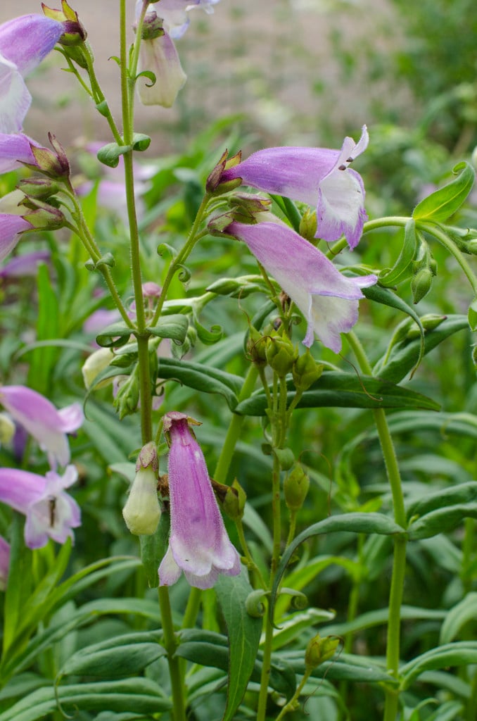 penstemon 'Pensham Great Expectations'