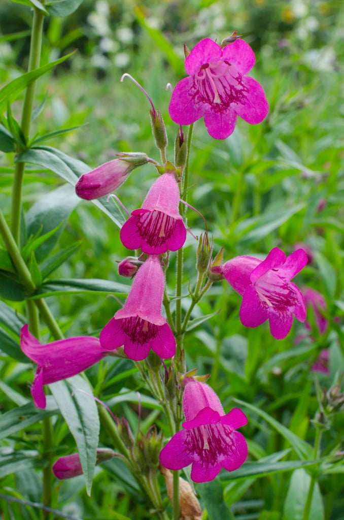 penstemon 'Pensham Just Jayne'