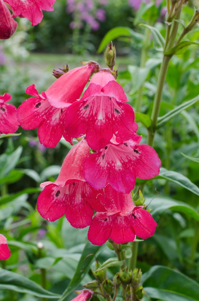 penstemon 'Pensham Kay Burton'