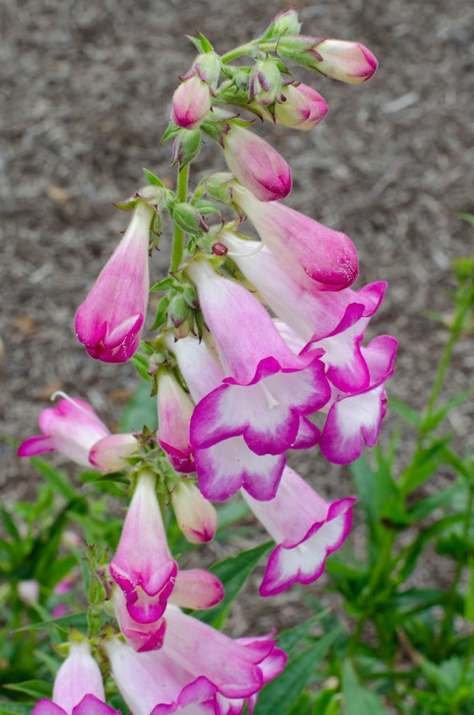 penstemon 'Pensham Laura'