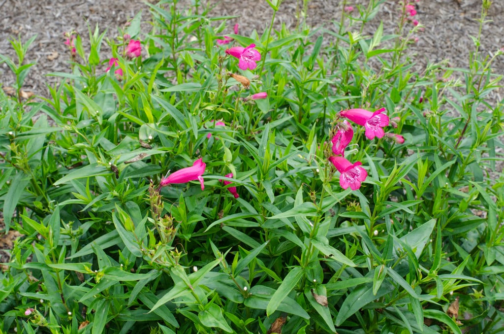 penstemon 'Pensham Loganberry Ice'