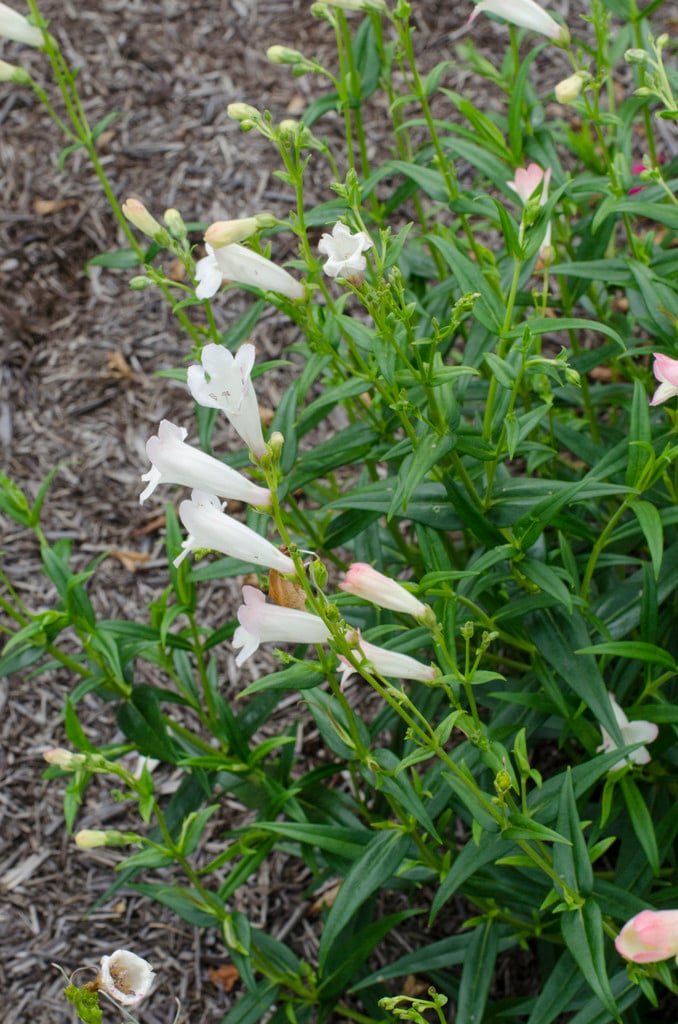 penstemon 'Pensham Louise Wilson'