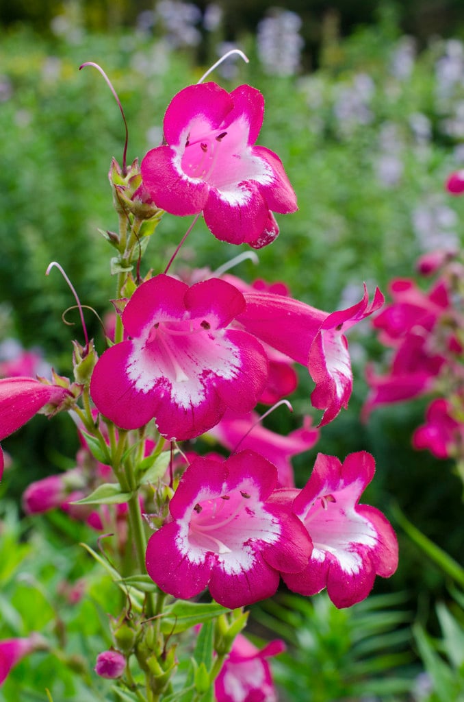 penstemon 'Pensham Marilyn'