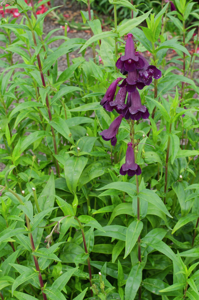 penstemon 'Pensham Raspberry Ice'