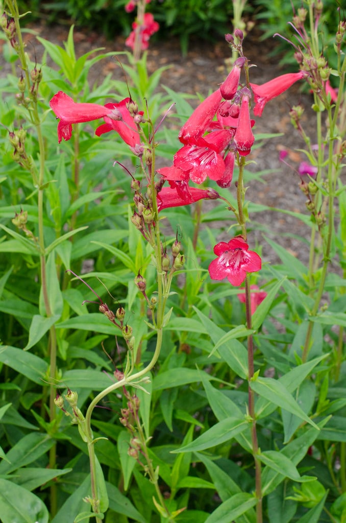 Penstemon &Pensham Saint James&s& (Pensham Series) | penstemon &Pensham ...