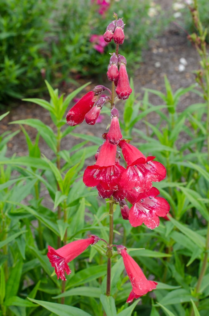 penstemon 'Pensham Saint James's'