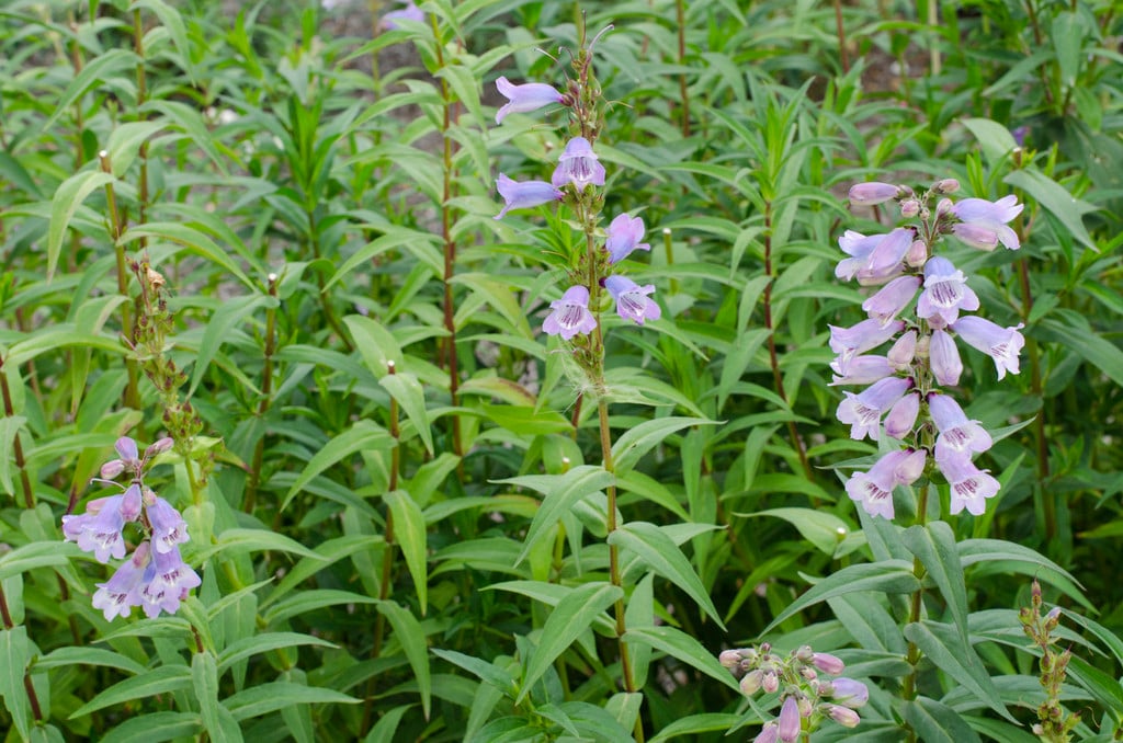 penstemon 'Pensham Skies'