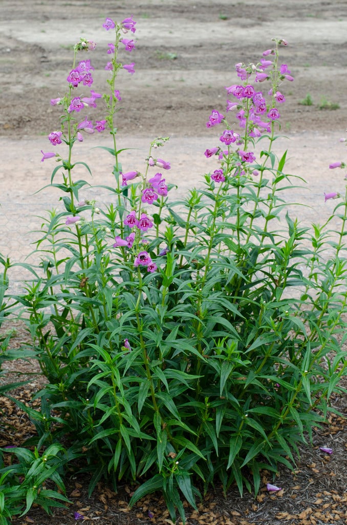 penstemon 'Pensham Ted's Purple'