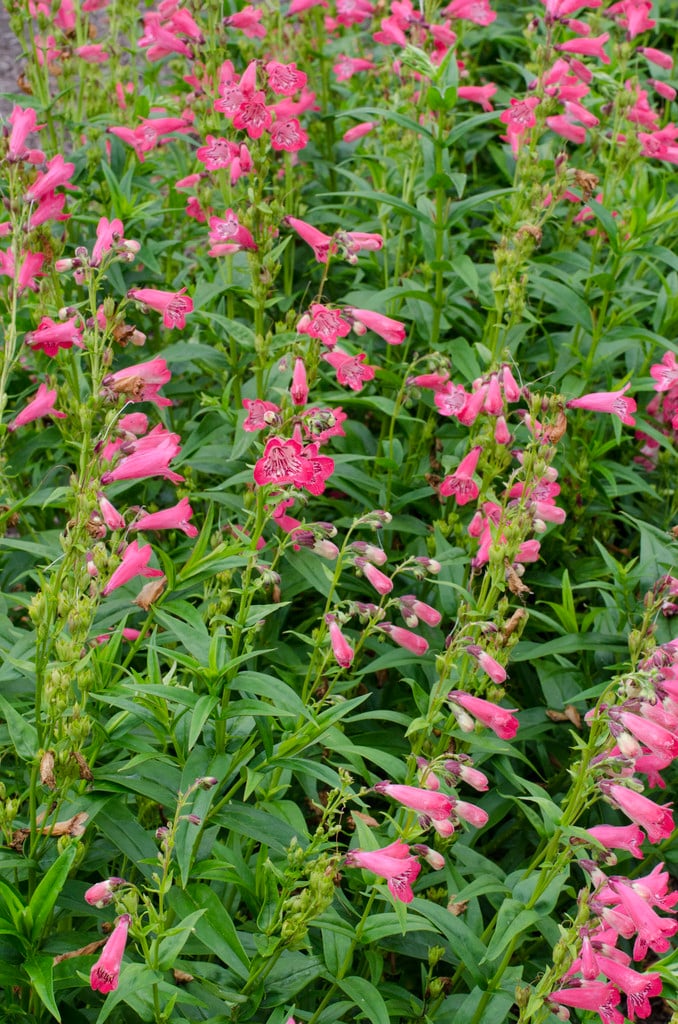 penstemon 'Pensham Tiger Belle Coral'