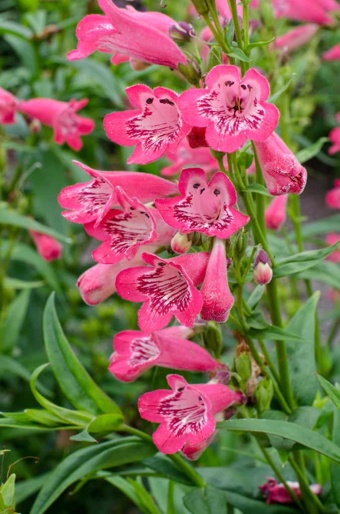 penstemon 'Pensham Tiger Belle Coral'