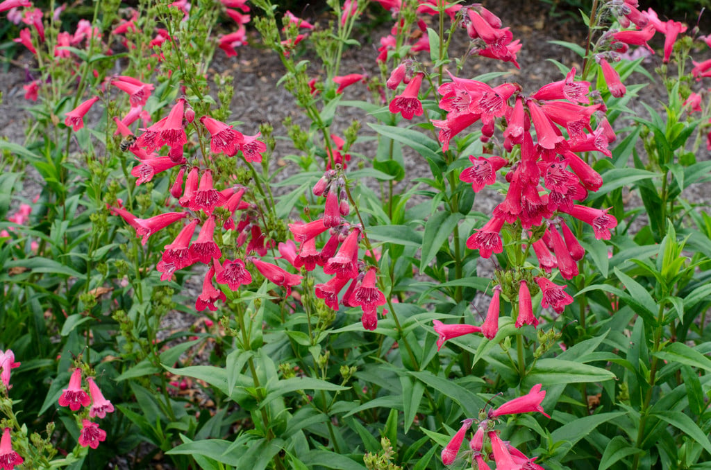 penstemon 'Pensham Tiger Belle Rose'