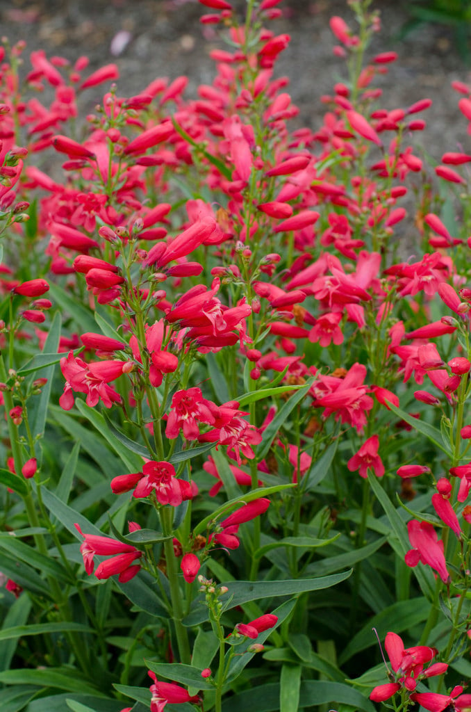 Penstemon Red Riding Hood Pbr Riding Hood Series Penstemon Red Riding Hood Rhs Gardening