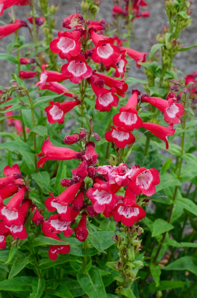 penstemon 'Sweet Cherry'