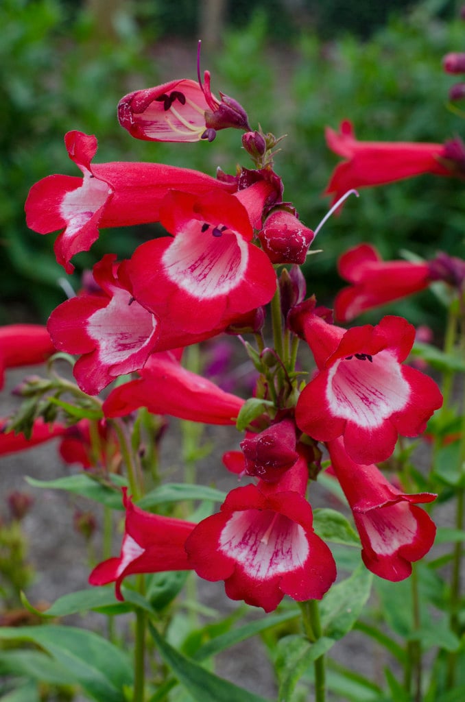 penstemon 'Sweet Cherry'