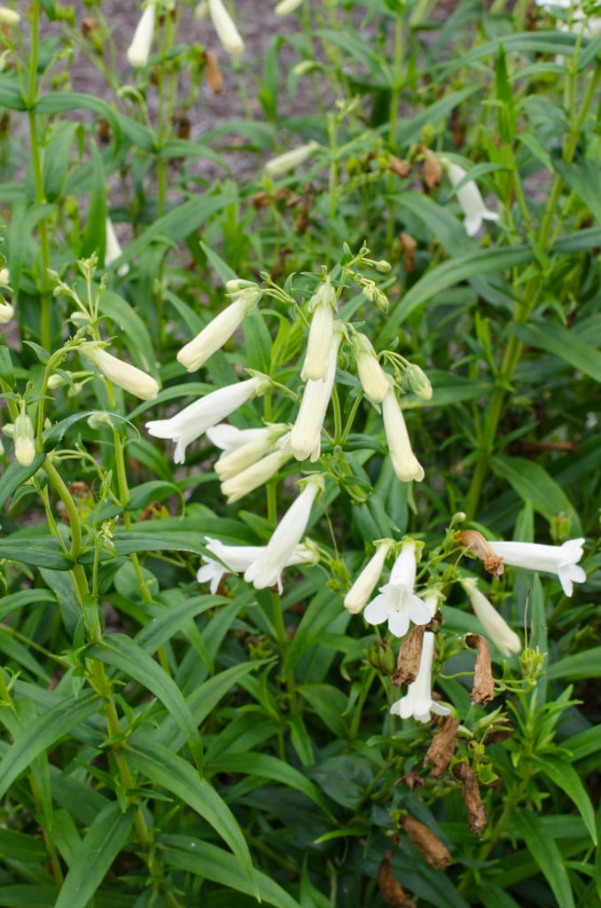 penstemon 'Albus'