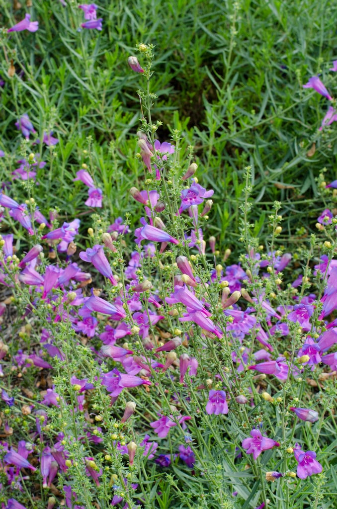 penstemon 'Margarita Bop'