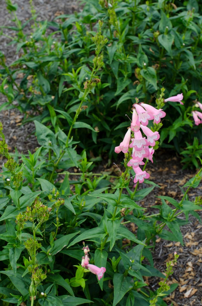 penstemon [Fujiyama]