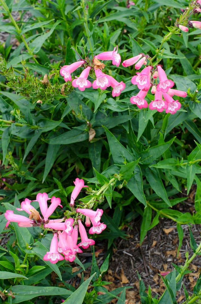 penstemon [Kilimanjaro]