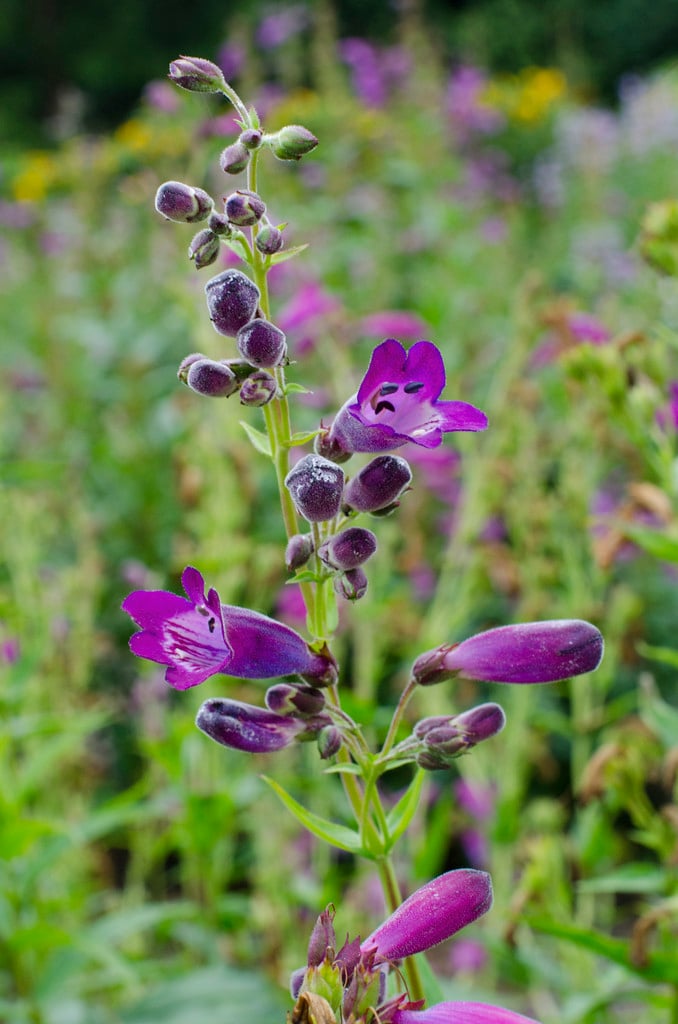 penstemon [Vesuvius]