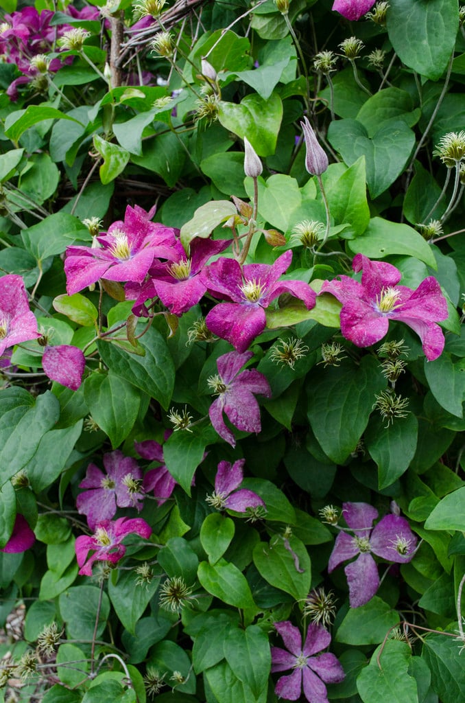 clematis 'Madame Edouard André'