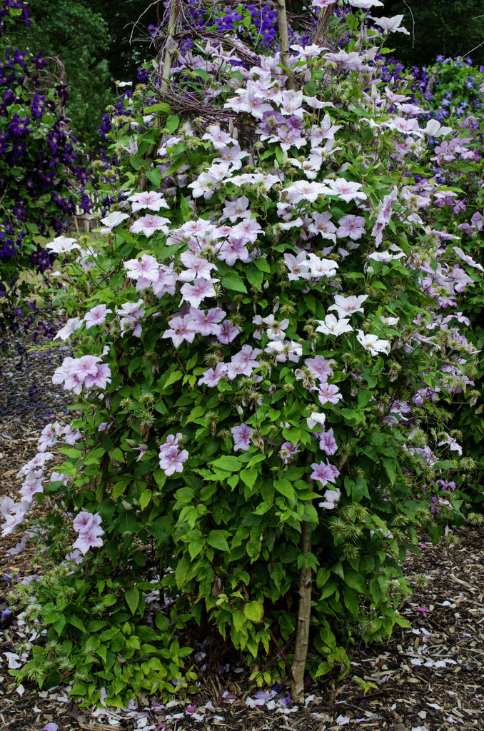 clematis 'Marmori'