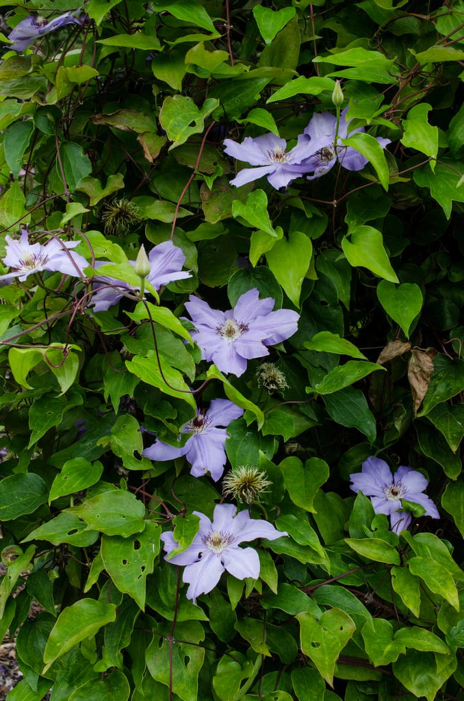 clematis 'Ramona'