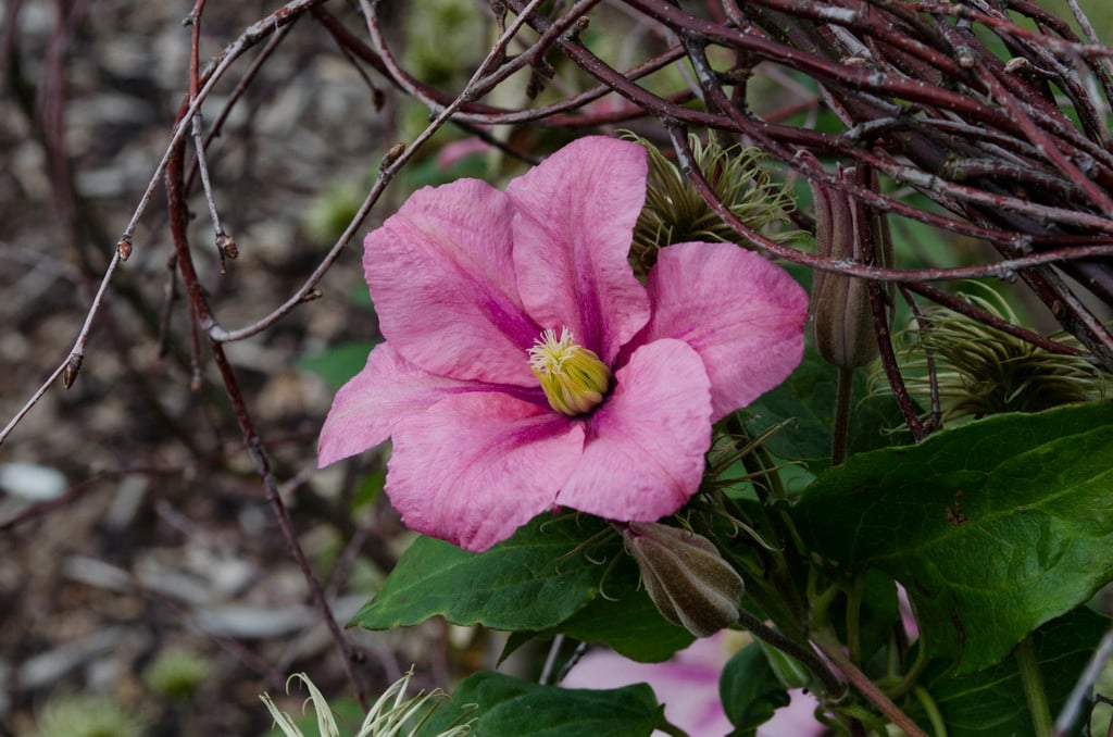 clematis 'Rosamunde'